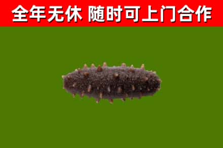大鹏新区烟酒回收干海参.jpg